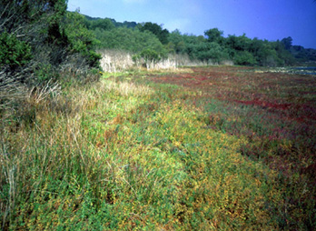Teaching at the&nbsp;Ecotones